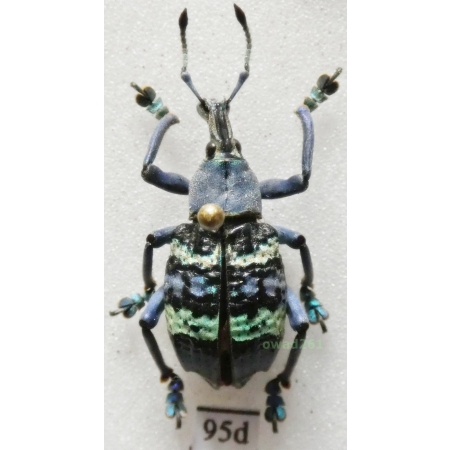 Eupholus magnificus Kirsch, 1877 Indonesia, Numfor Is95d
